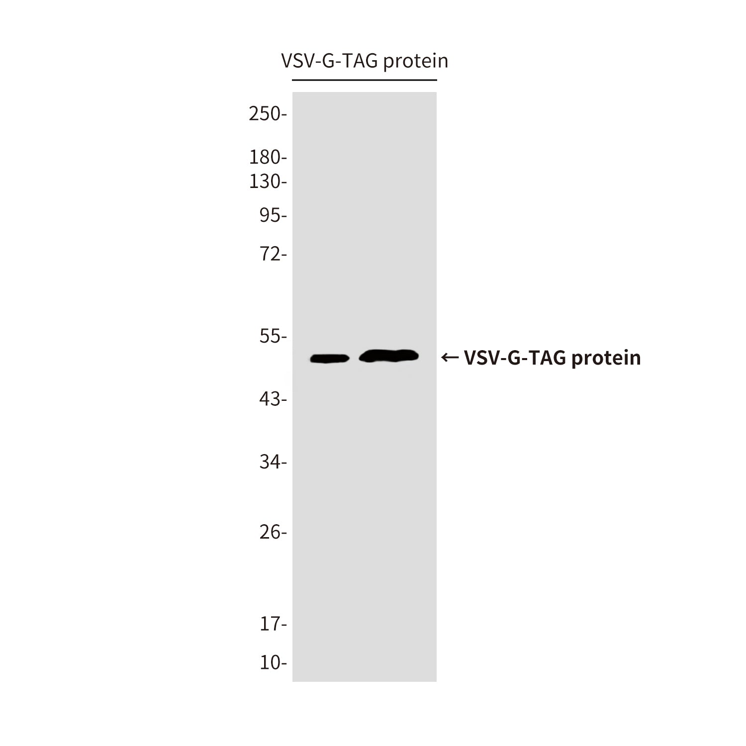 VSV G tag (4A10) Mouse Monoclonal Antibody