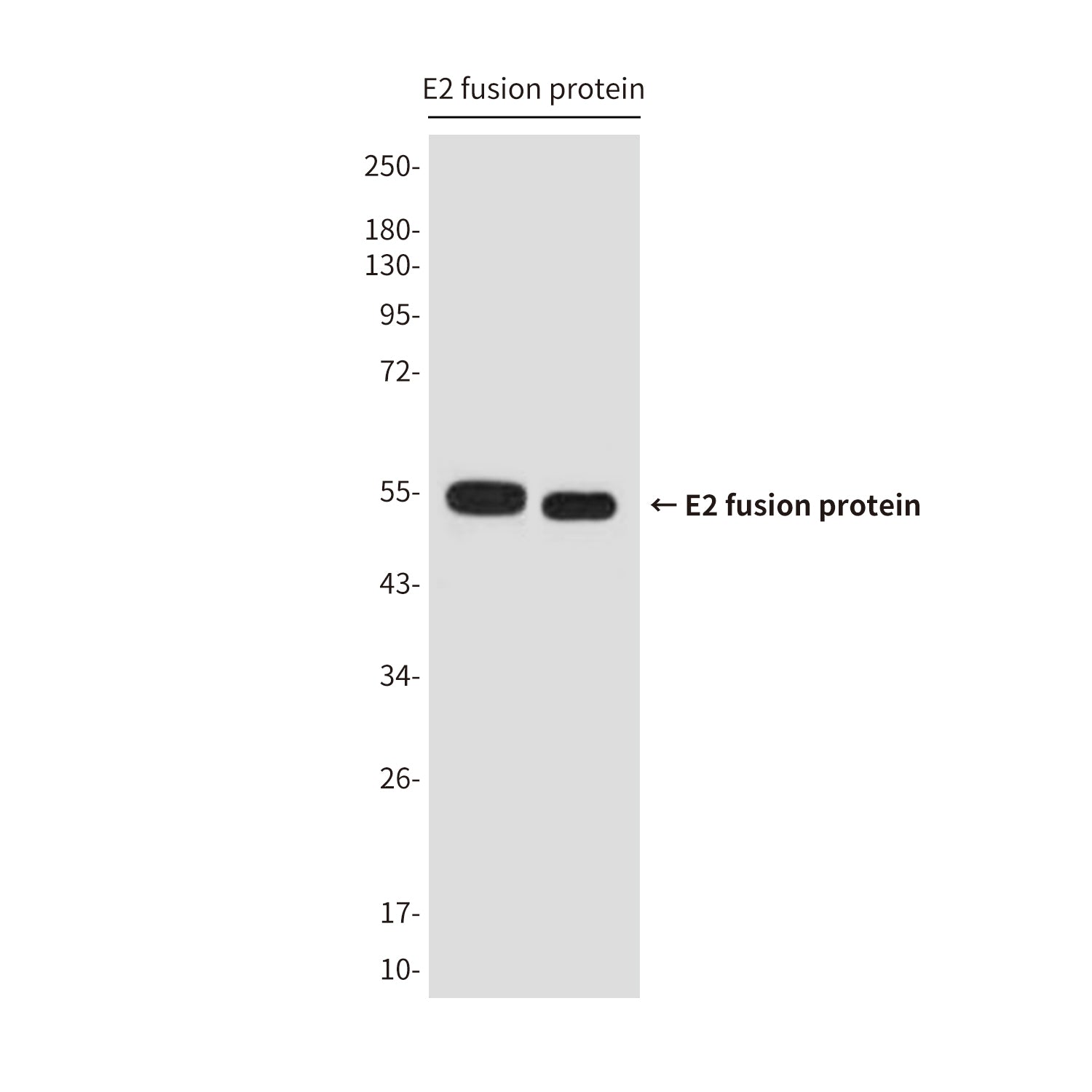 E2 Tag (9F2) Mouse Monoclonal Antibody