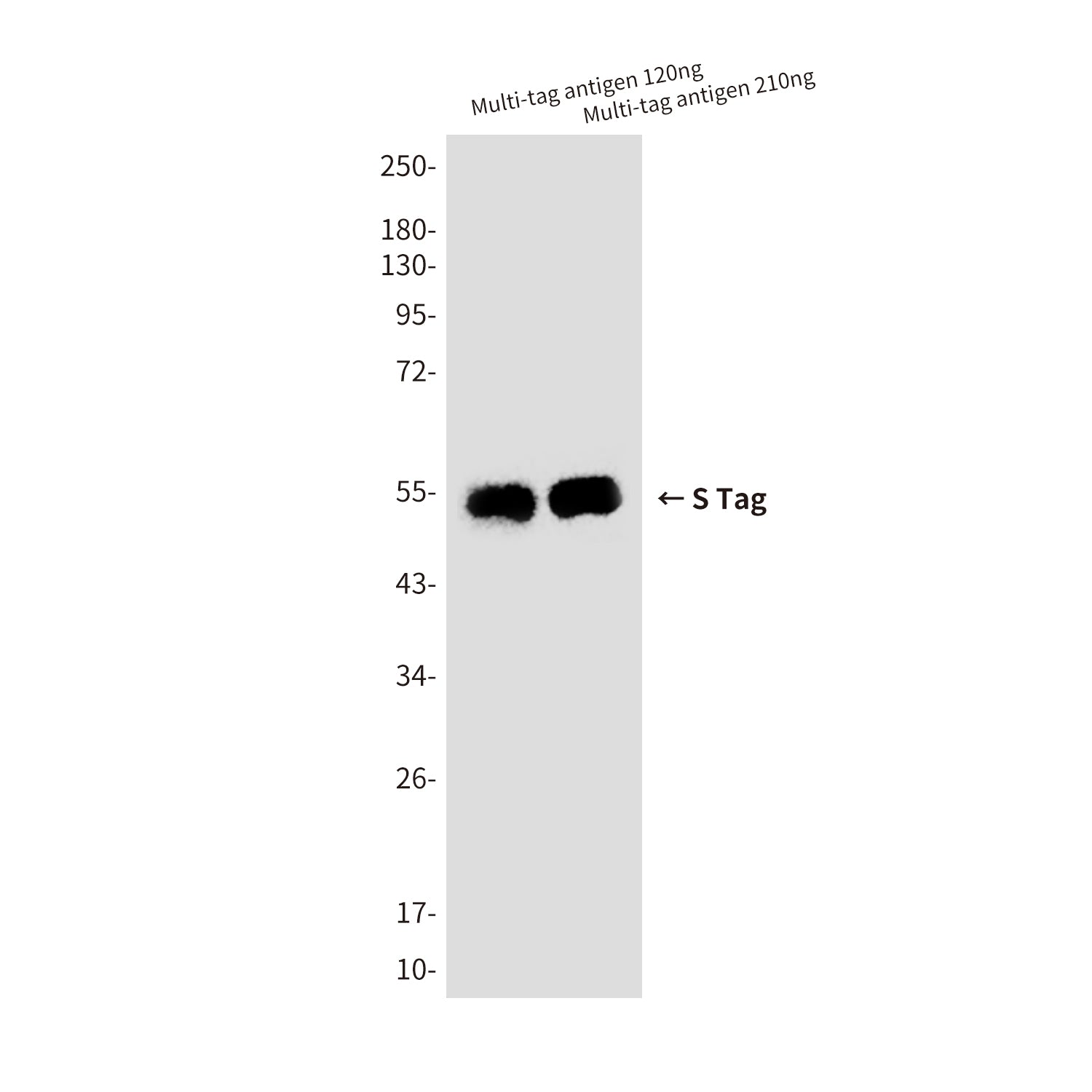 S Tag (8G4) Mouse Monoclonal Antibody