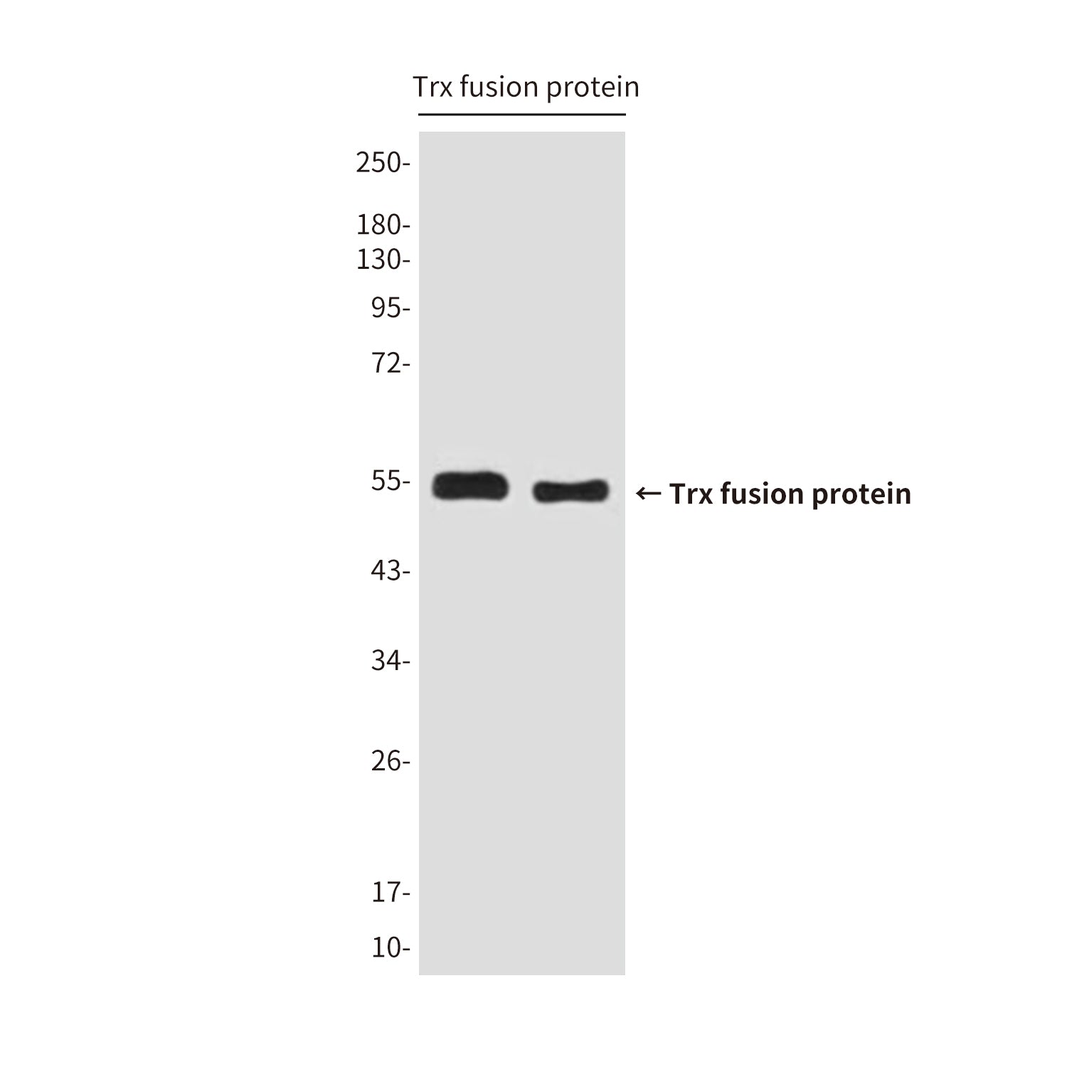 Trx Tag (6D8) Mouse Monoclonal Antibody