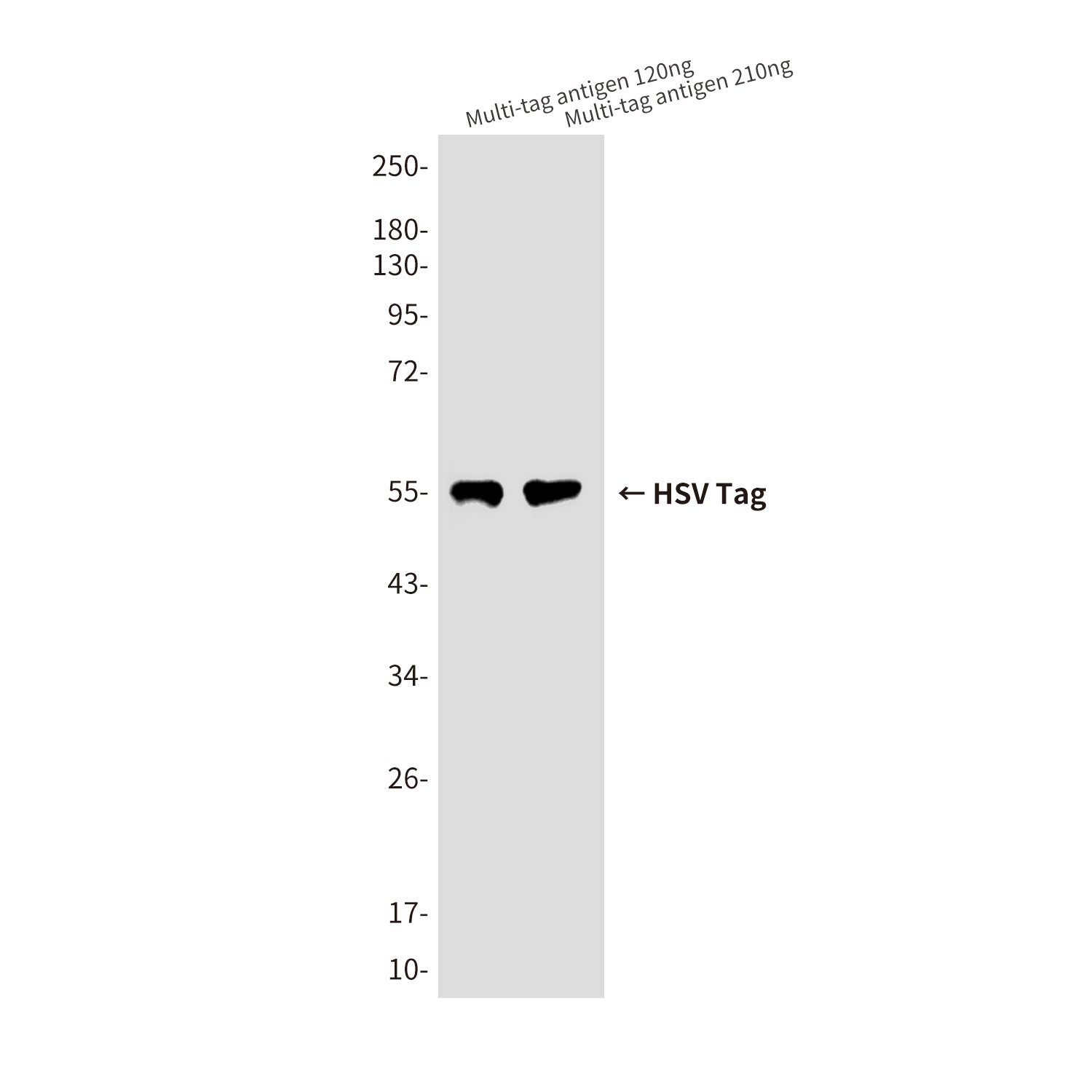 HSV Tag (6G5) Mouse Monoclonal Antibody