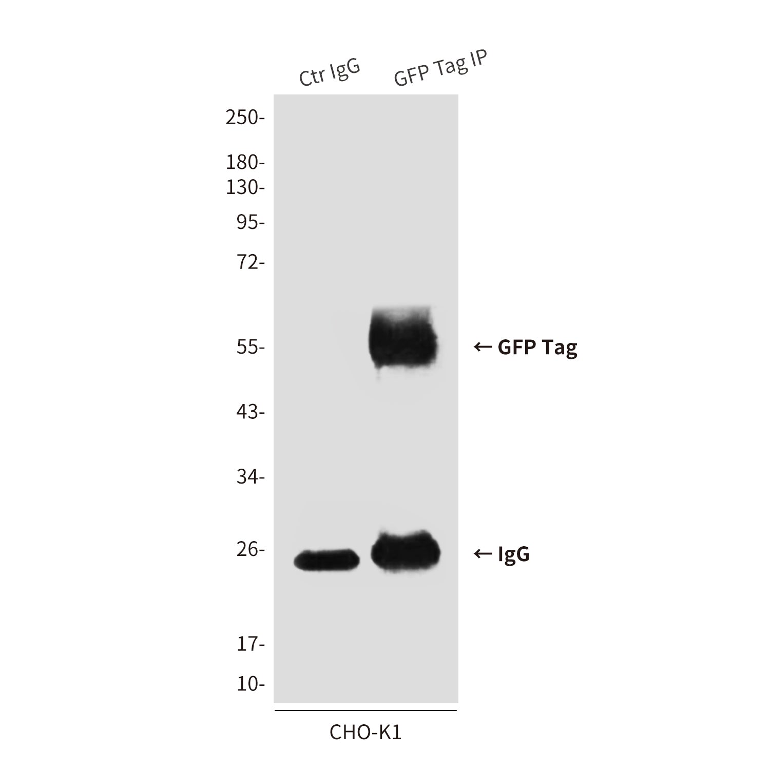 GFP Tag (6A2) Mouse Monoclonal Antibody