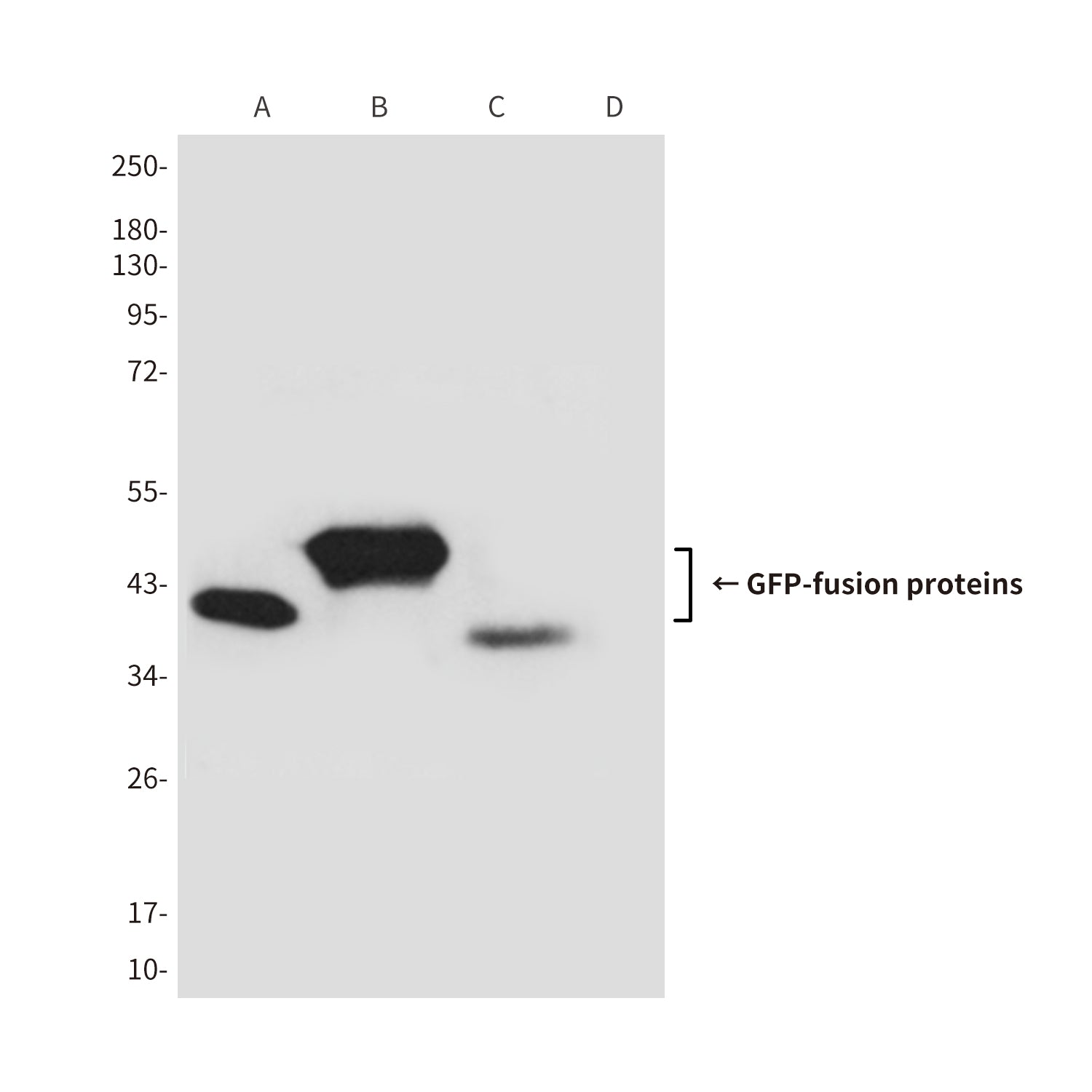 GFP Tag (6A2) Mouse Monoclonal Antibody