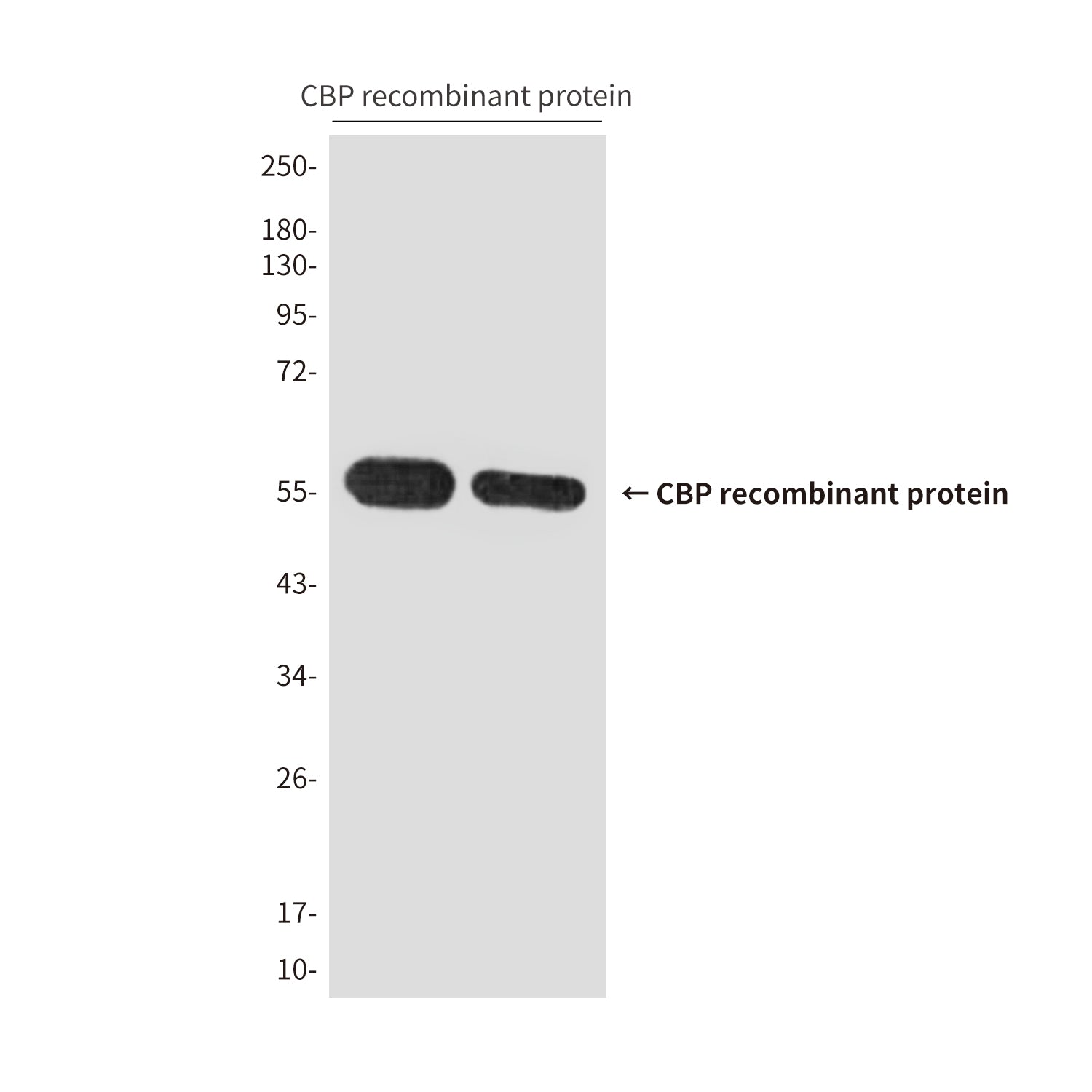 CBP Tag (9H2) Mouse Monoclonal Antibody