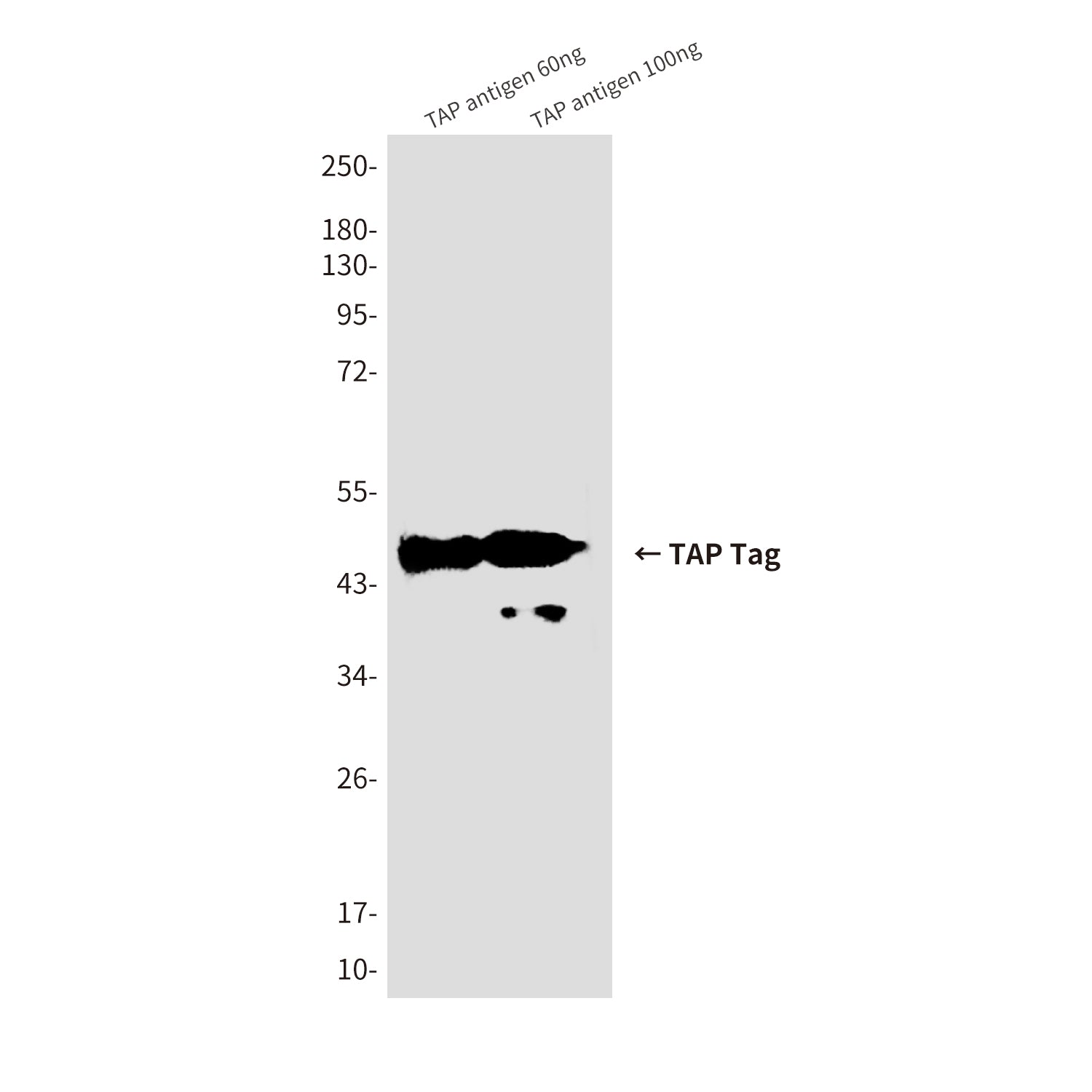 TAP Tag (1F5) Mouse Monoclonal Antibody