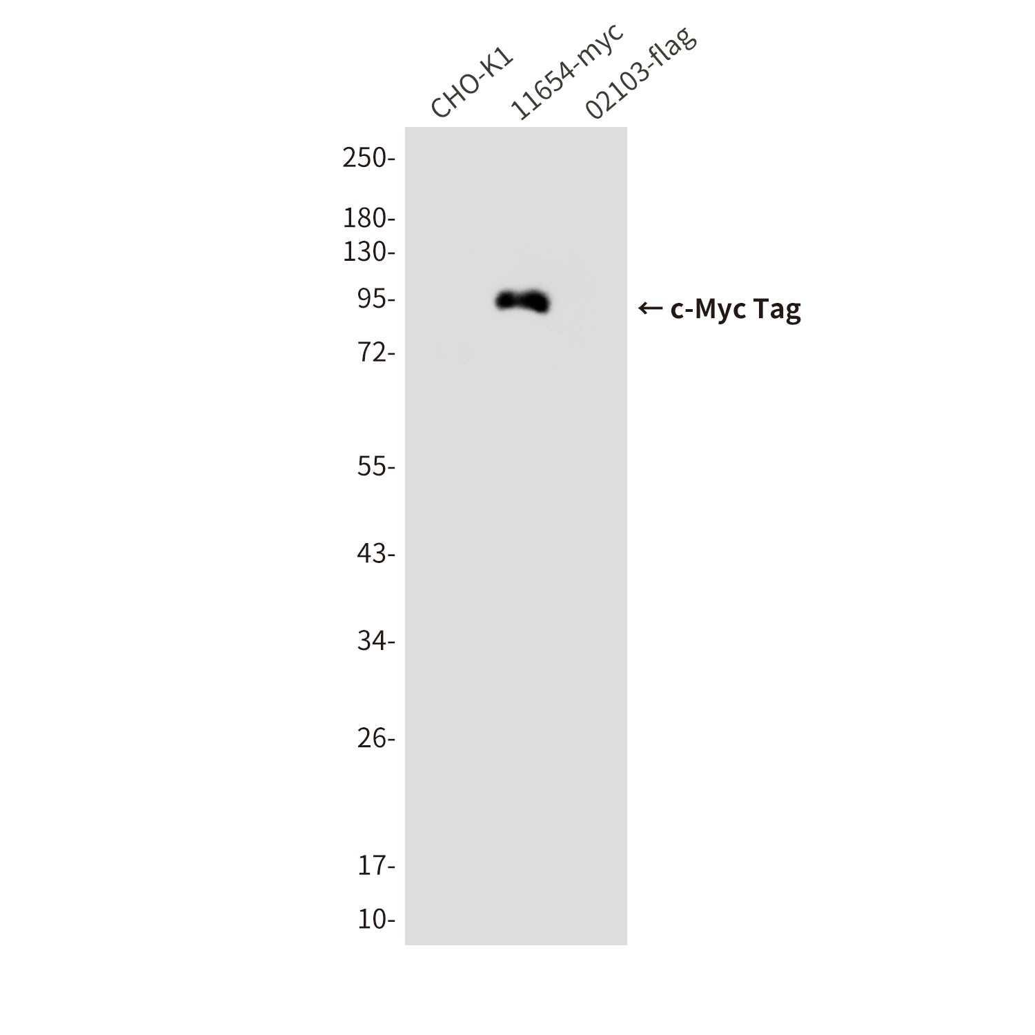c-Myc Tag (9F6) Mouse Monoclonal Antibody
