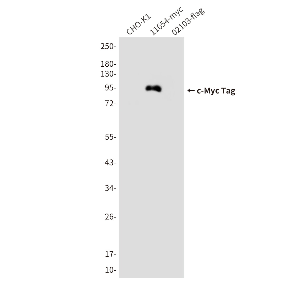 c-Myc Tag (9F6) Mouse Monoclonal Antibody