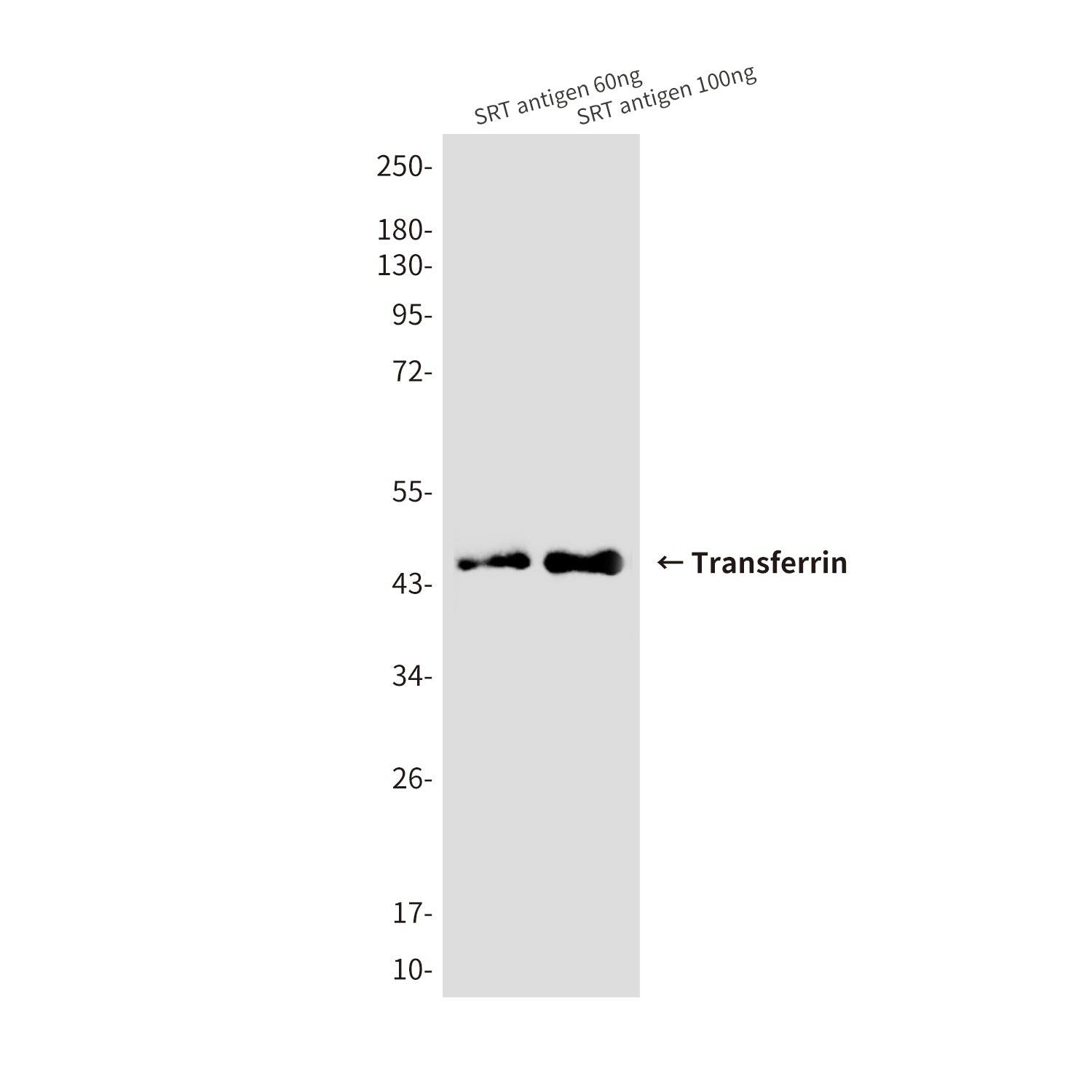 SRT Tag (5F5) Mouse Monoclonal Antibody
