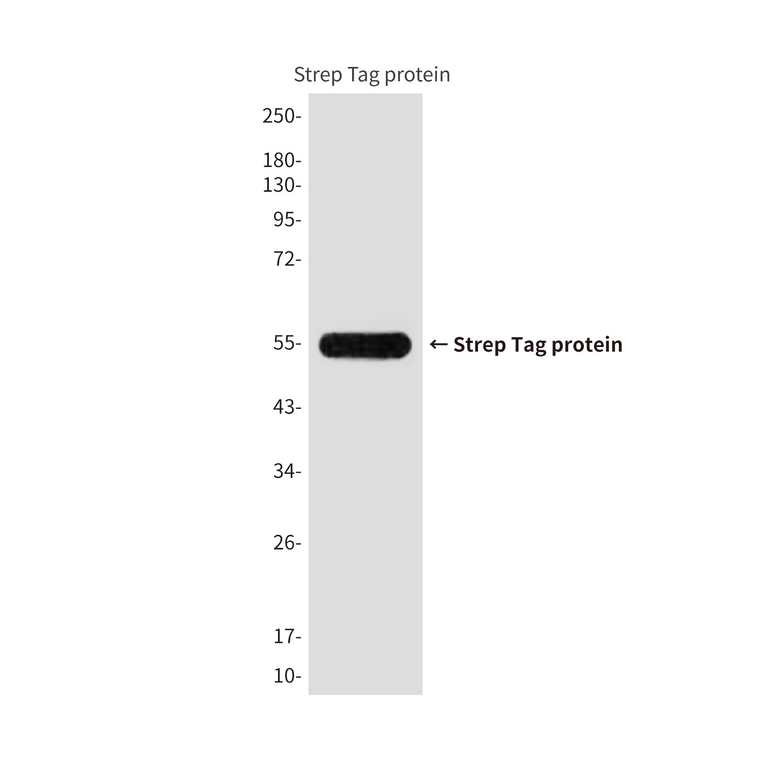 Strep Tag (6D6) Mouse Monoclonal Antibody
