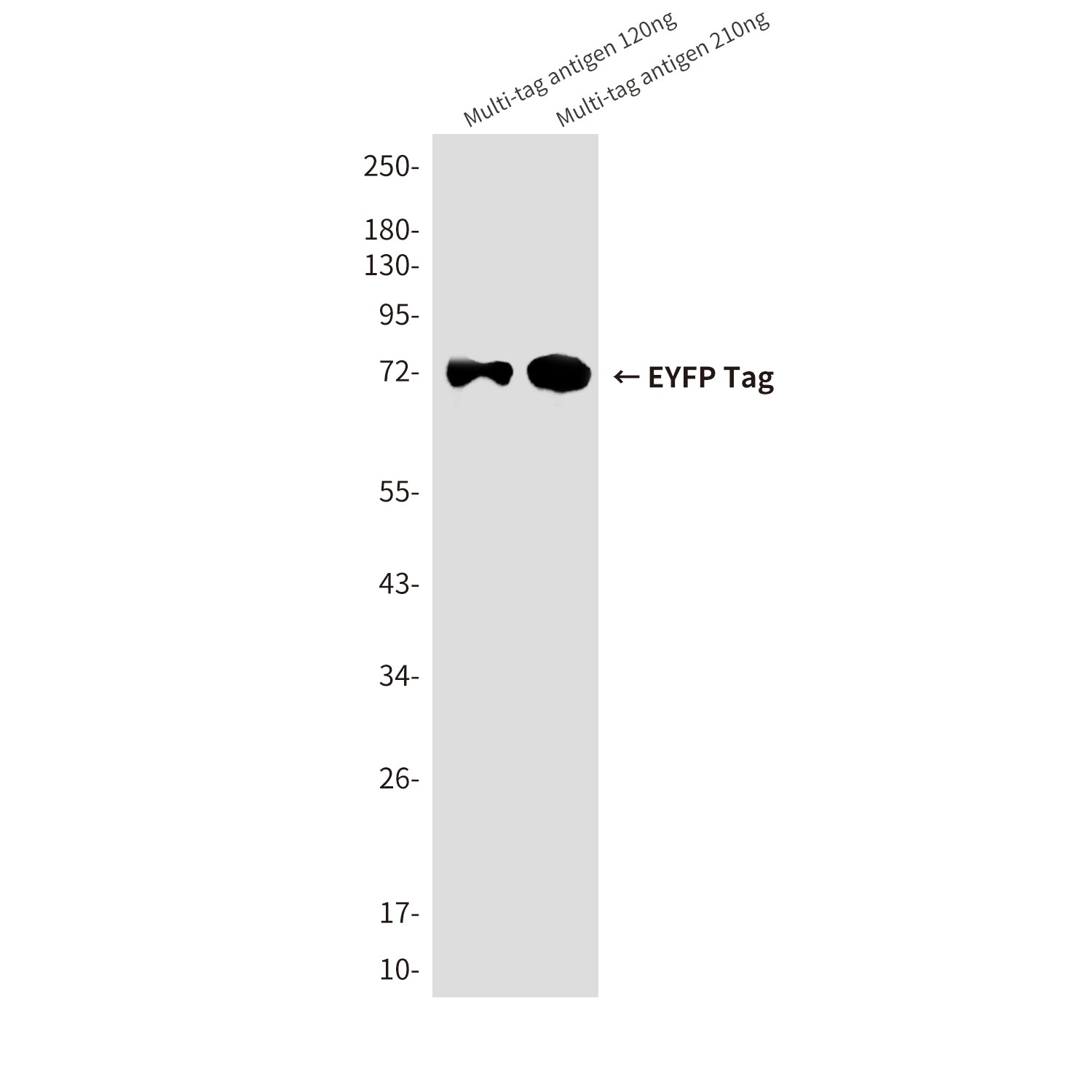 EYFP Tag (3B2) Mouse Monoclonal Antibody