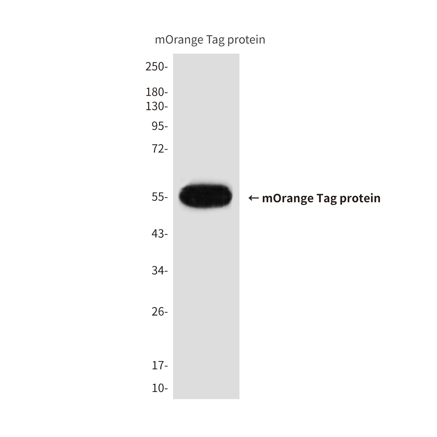 mOrange Tag (4G4) Mouse Monoclonal Antibody