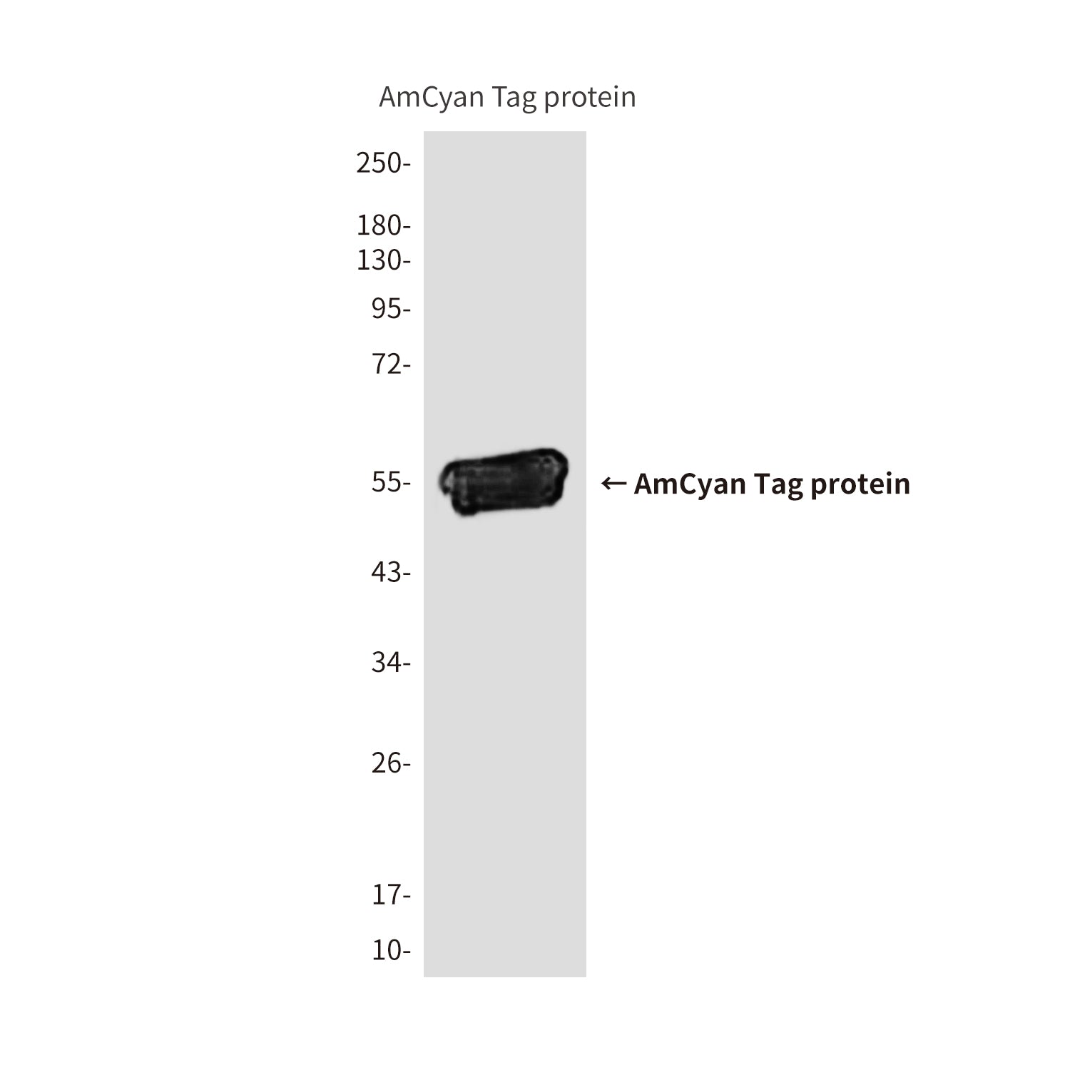 AmCyan Tag (7F6) Mouse Monoclonal Antibody