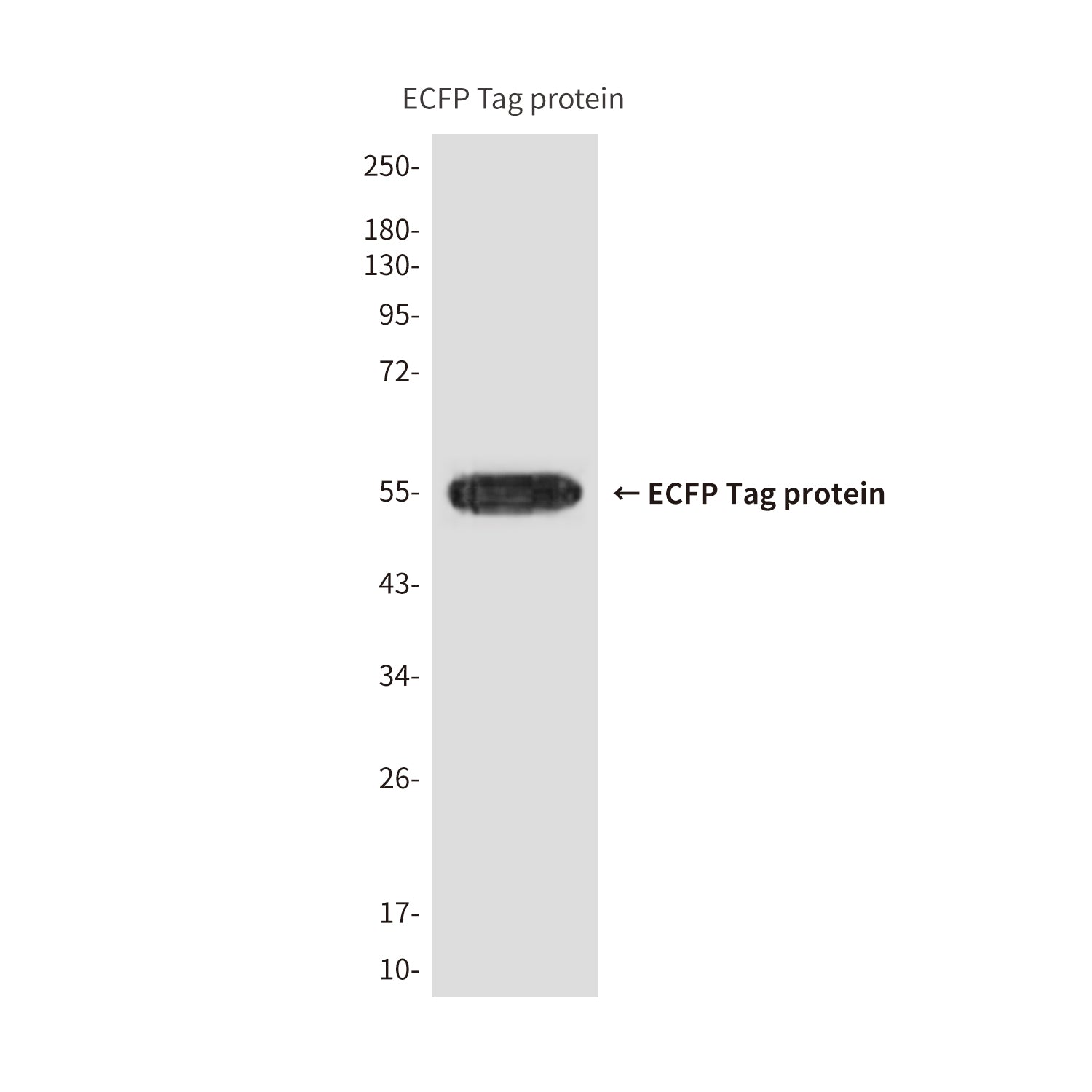 ECFP Tag (8A2) Mouse Monoclonal Antibody