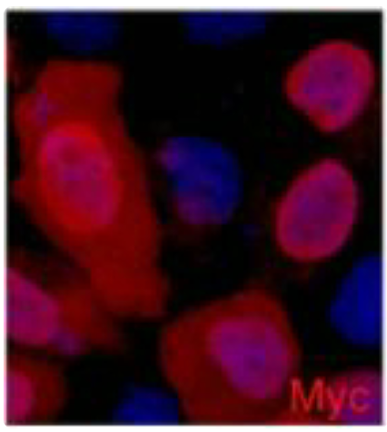 c-Myc Tag Mouse Monoclonal Antibody