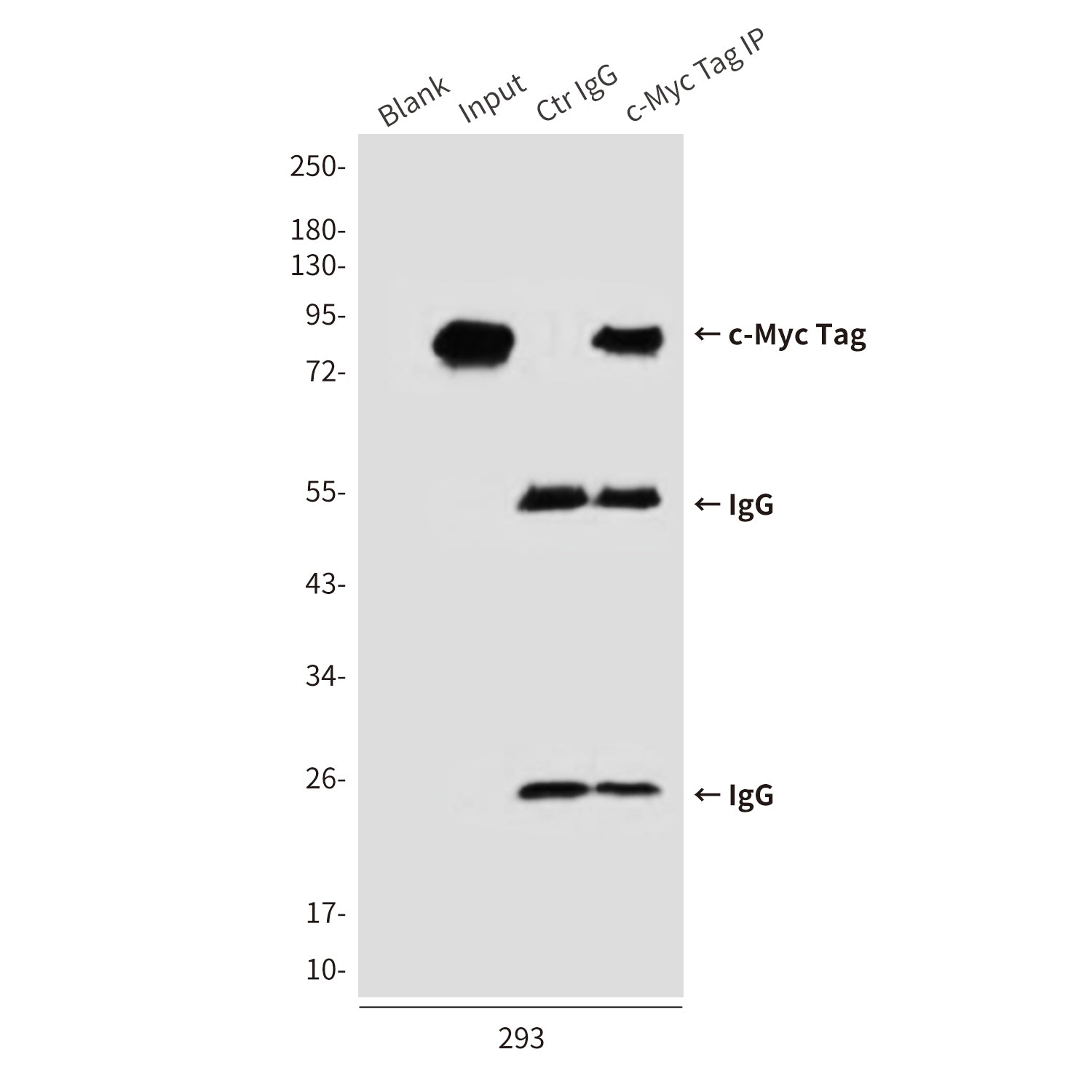 c-Myc Tag Mouse Monoclonal Antibody