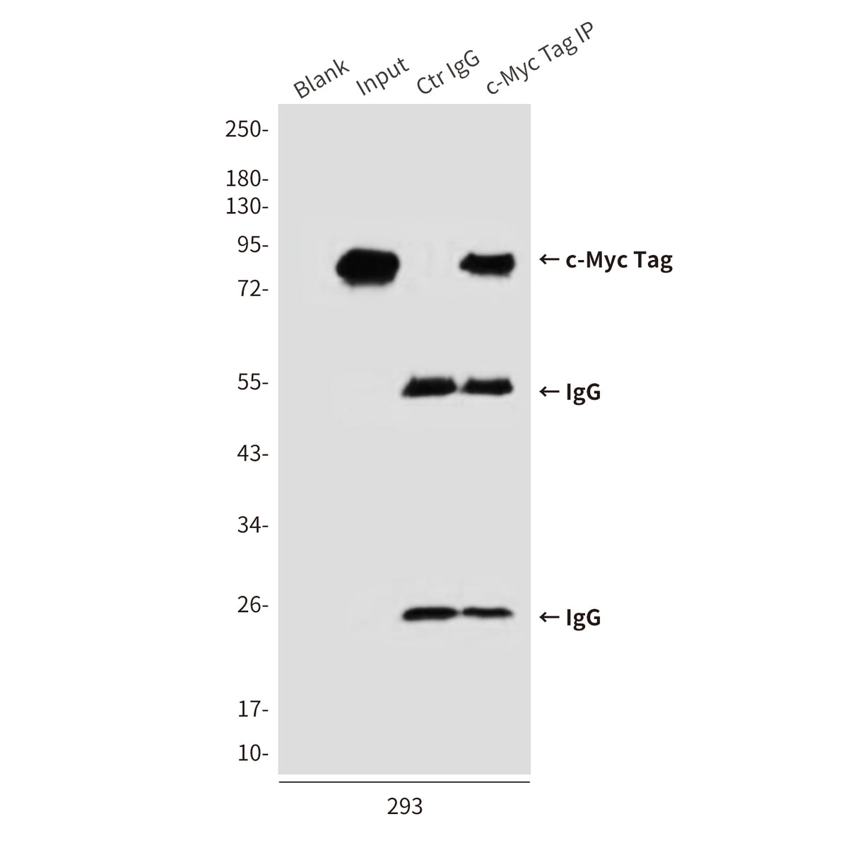 c-Myc Tag Mouse Monoclonal Antibody