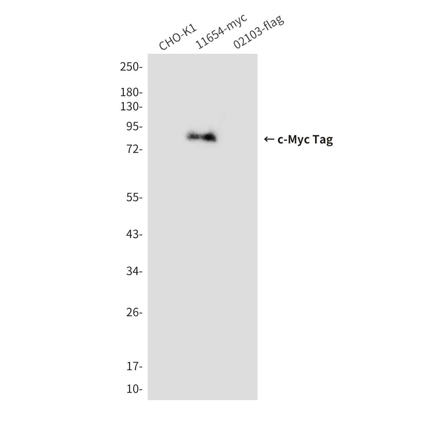 c-Myc Tag Mouse Monoclonal Antibody