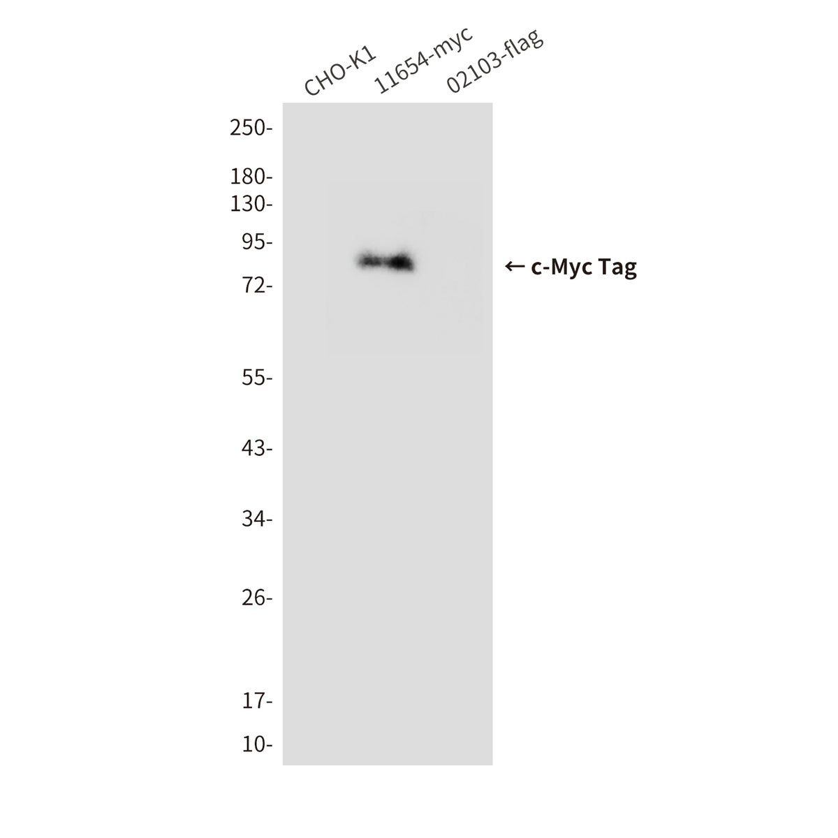 c-Myc Tag Mouse Monoclonal Antibody