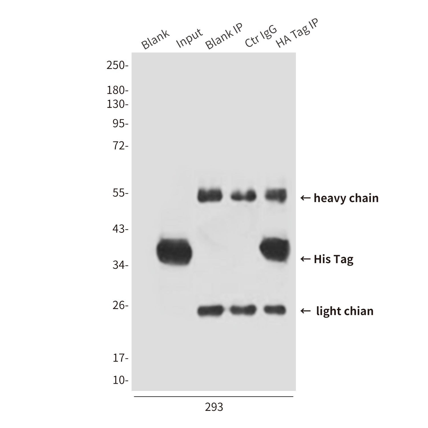 His Tag (2A2) Mouse Monoclonal Antibody