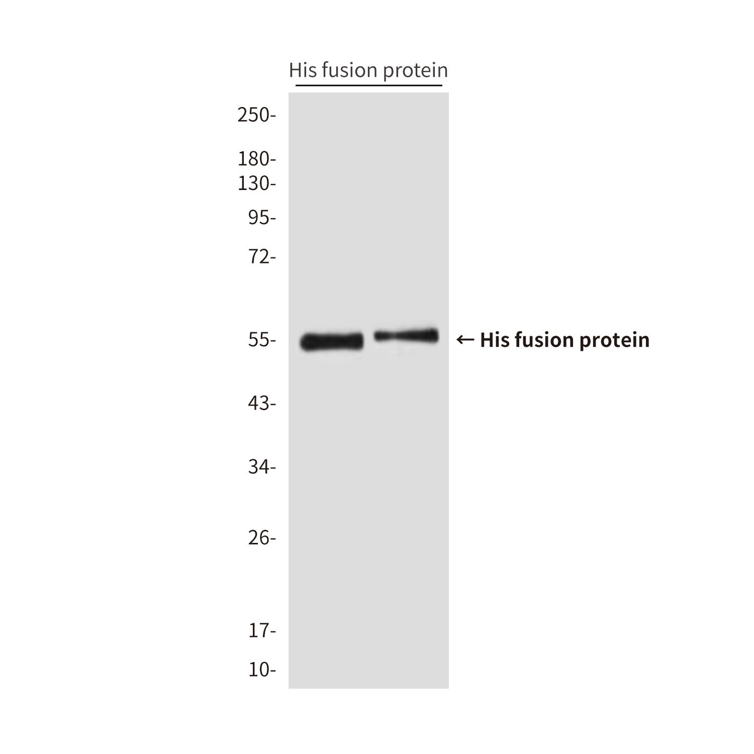 His Tag (2A2) Mouse Monoclonal Antibody