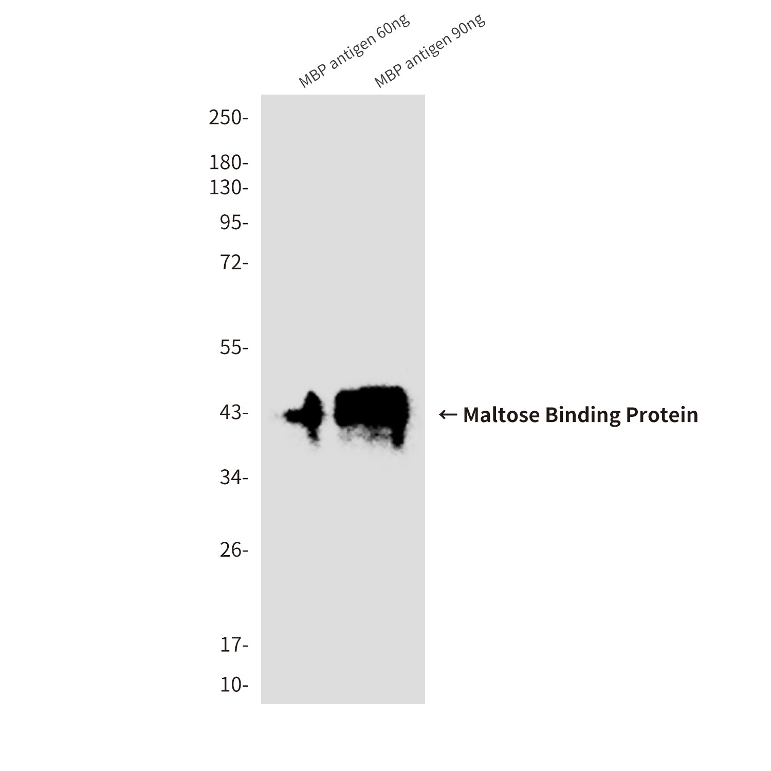 MBP Tag(5E2) Mouse Monoclonal Antibody