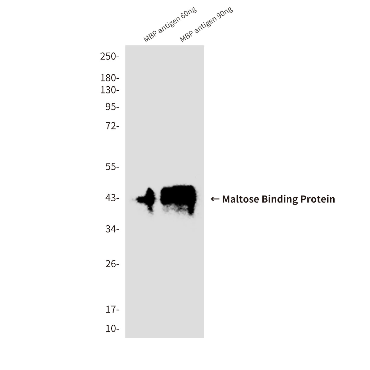 MBP Tag(5E2) Mouse Monoclonal Antibody
