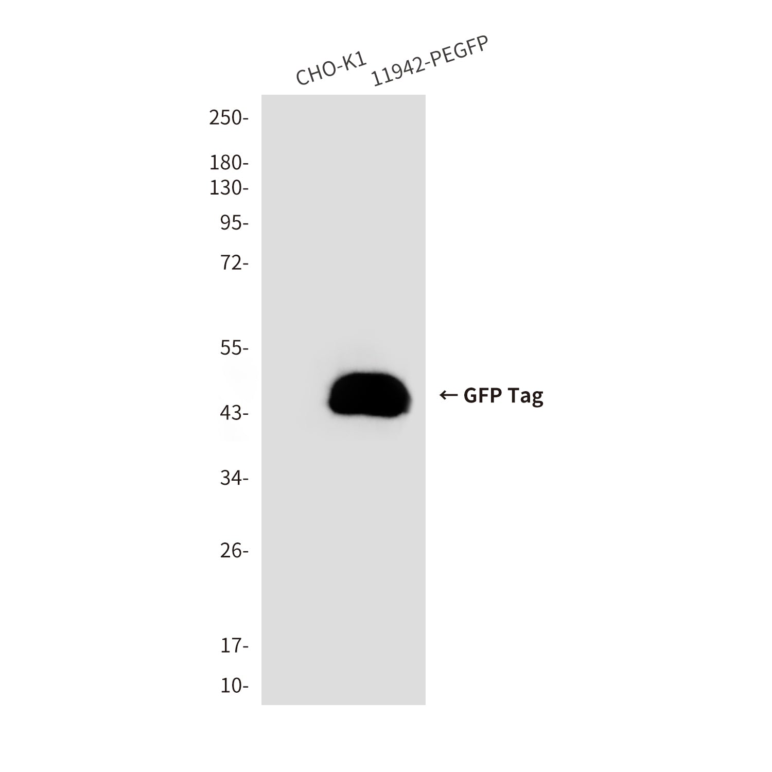GFP Tag (9A7) Mouse Monoclonal Antibody