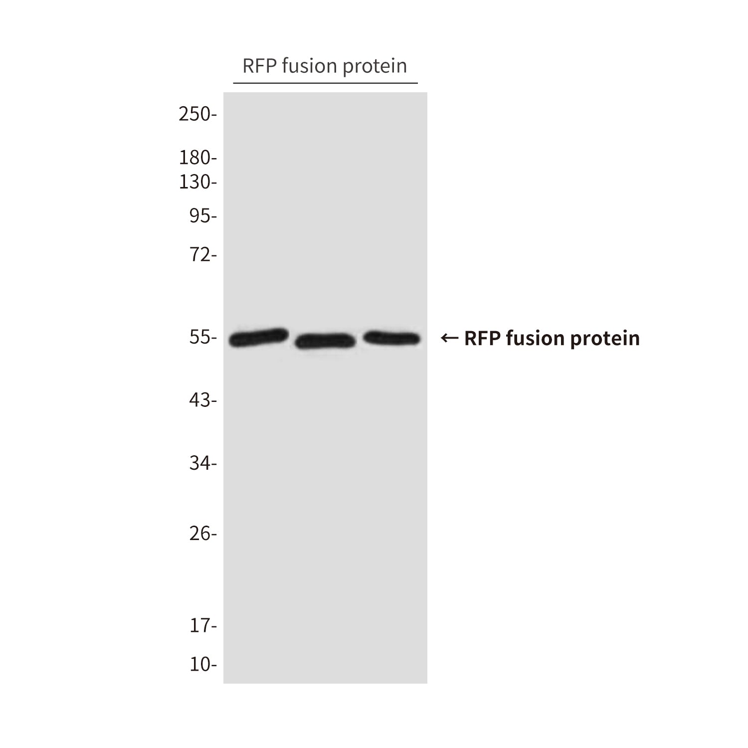 RFP Tag (6F2) Mouse Monoclonal Antibody