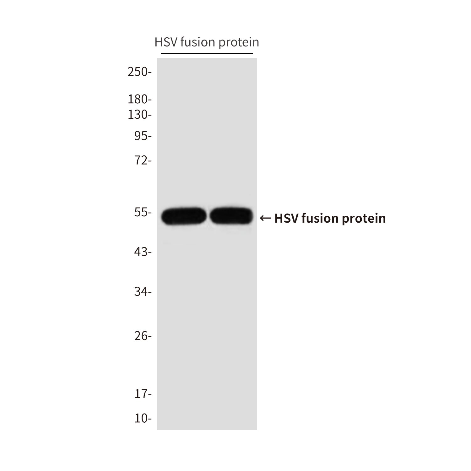 HSV Tag (4B9) Mouse Monoclonal Antibody