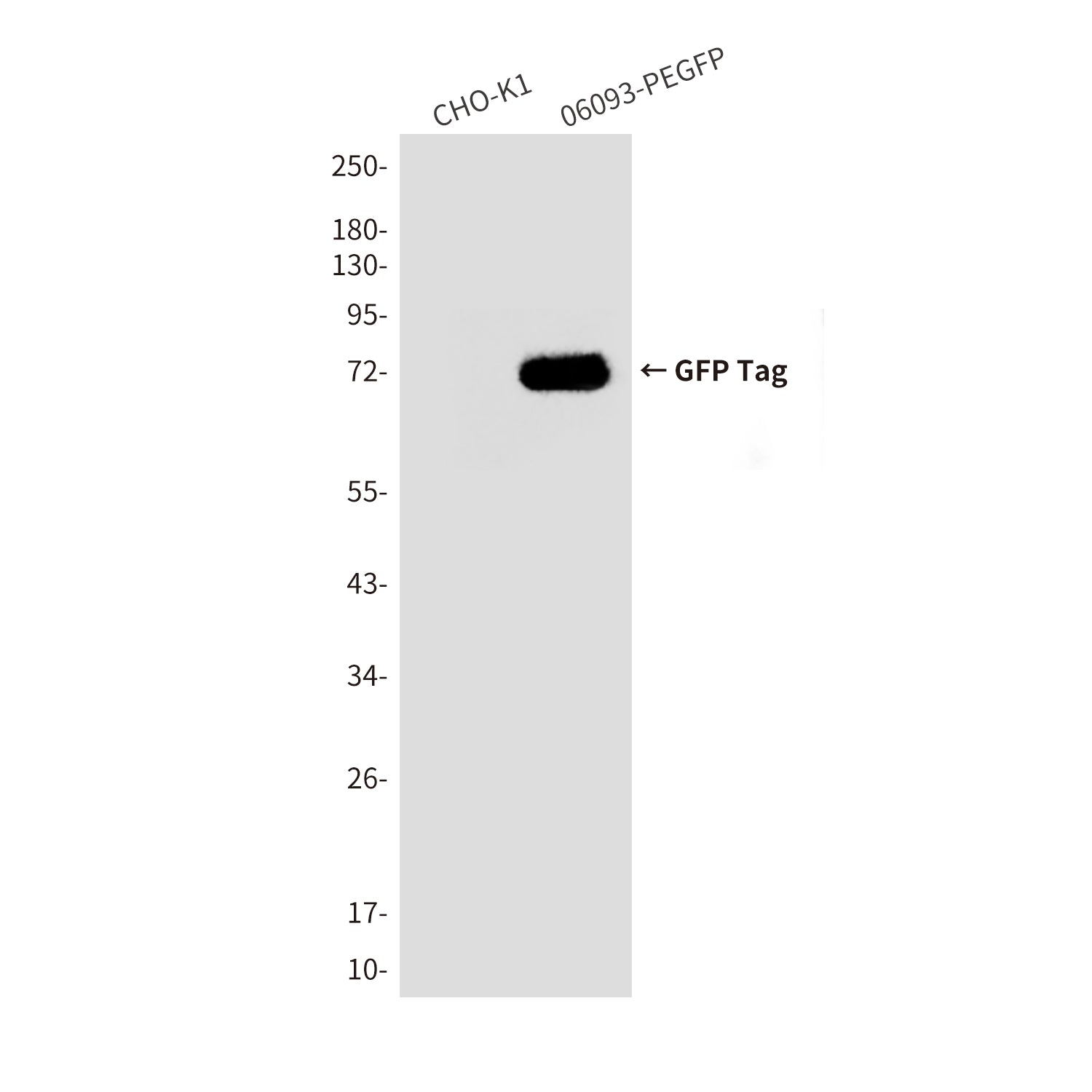 GFP Tag (4B3) Mouse Monoclonal Antibody