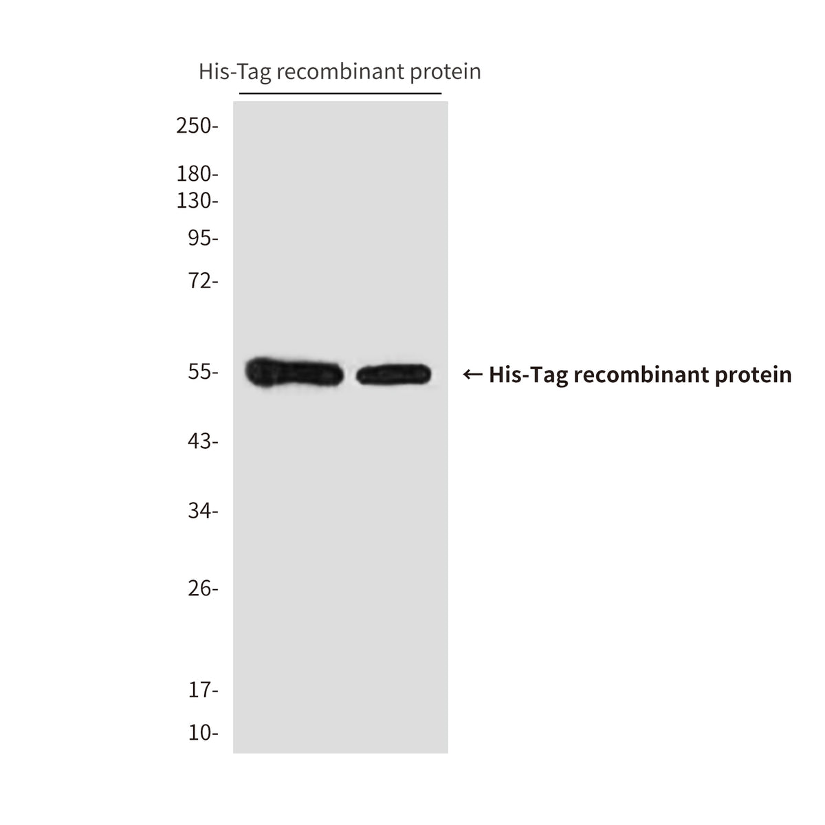 His Tag (8C8) Mouse Monoclonal Antibody