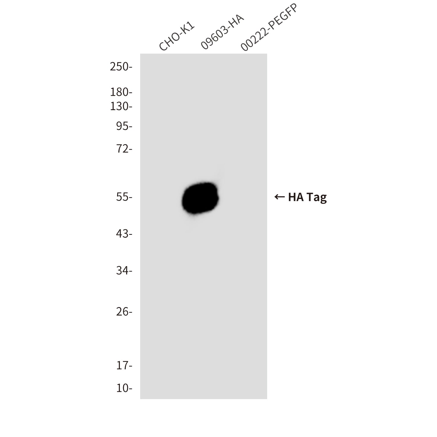HA Tag (5A3) Mouse Monoclonal Antibody