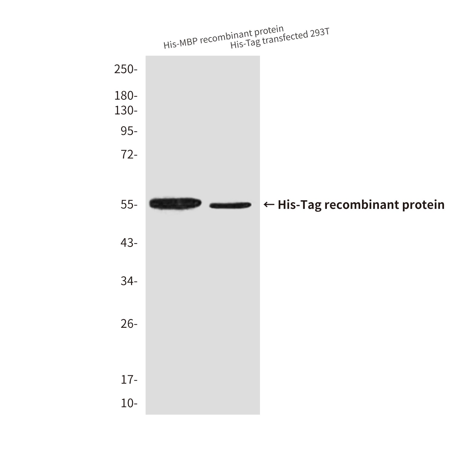 His Tag (8F5) Mouse Monoclonal Antibody