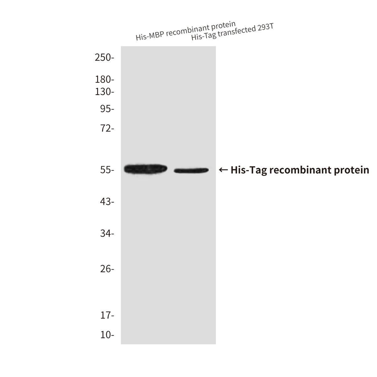 His Tag (8F5) Mouse Monoclonal Antibody