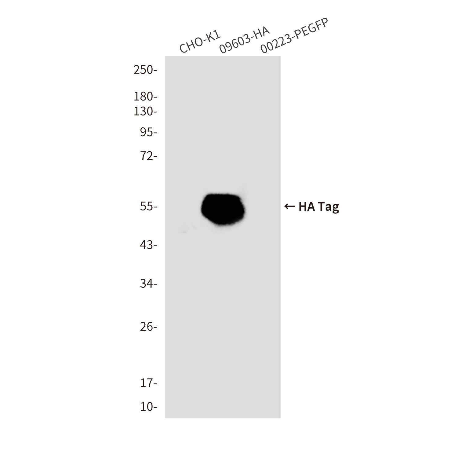 HA Tag (9E9) Mouse Monoclonal Antibody