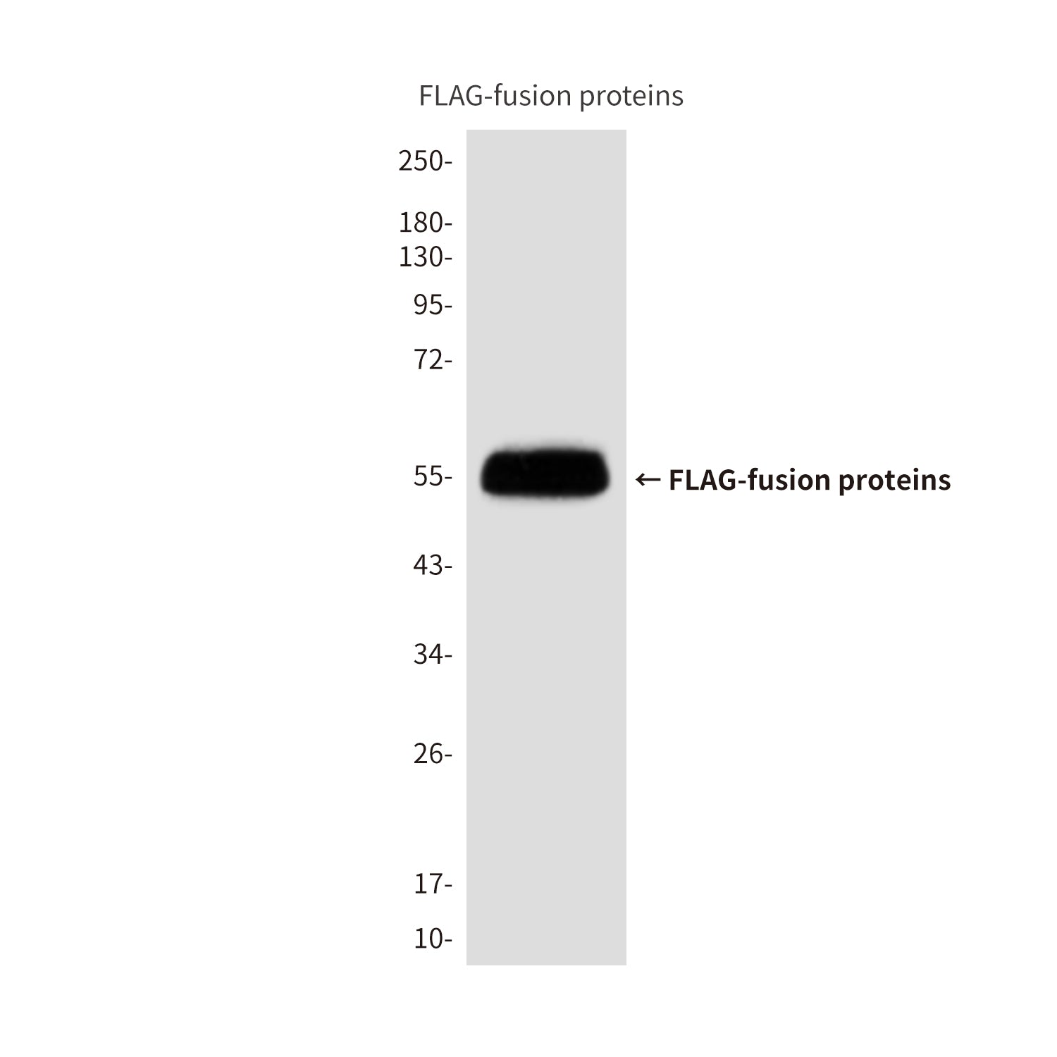 Flag Tag (4A8) Mouse Monoclonal Antibody