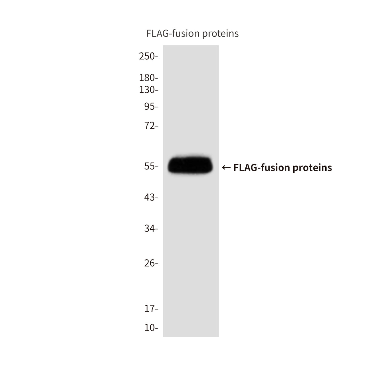Flag Tag (4A8) Mouse Monoclonal Antibody