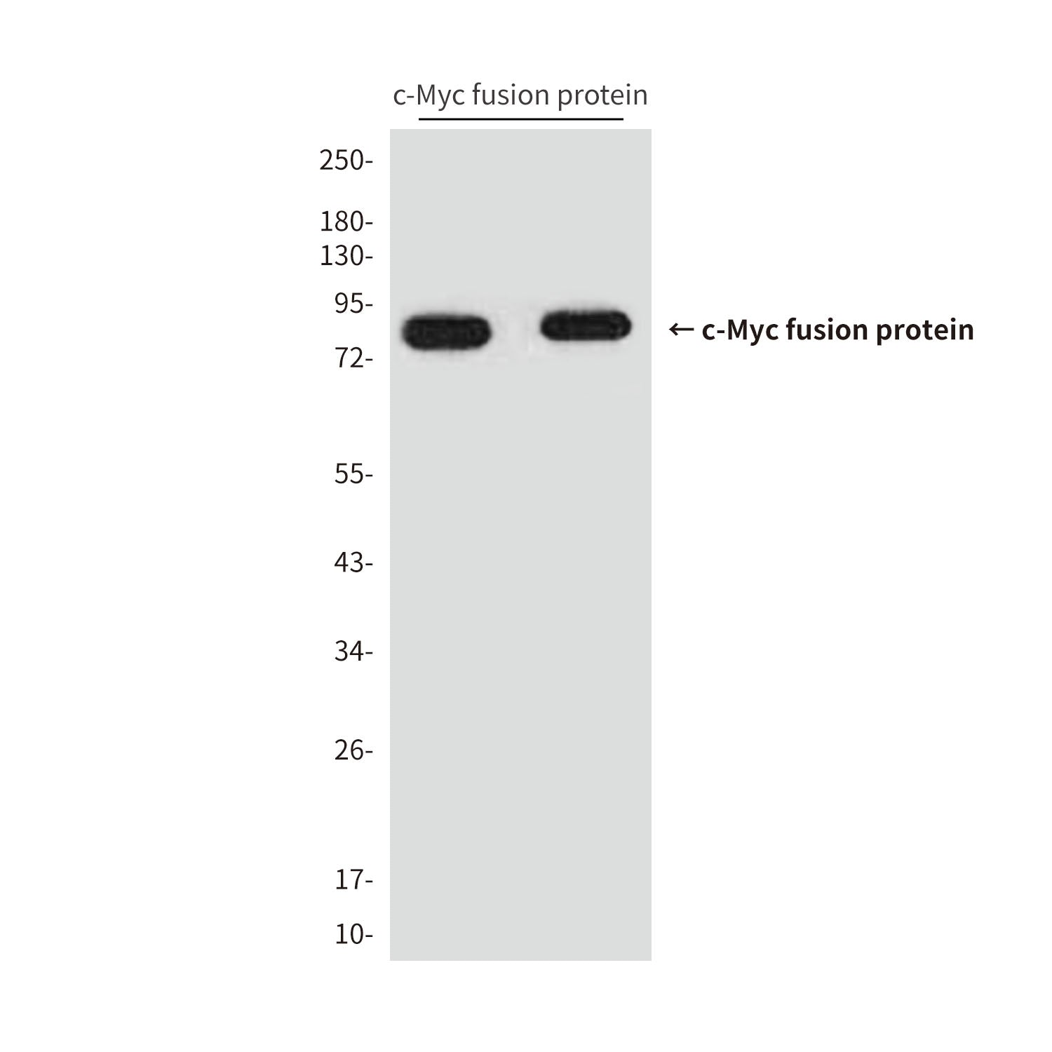 c-Myc Tag (10D2) Mouse Monoclonal Antibody