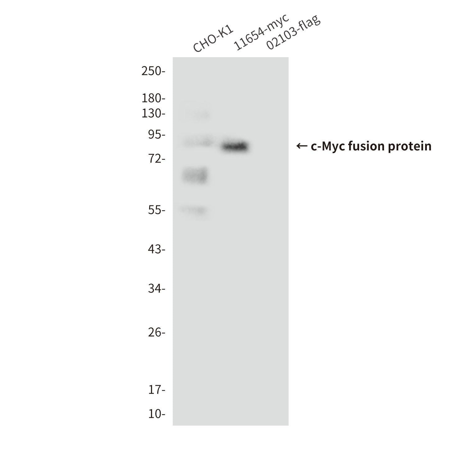 c-Myc Tag (10D2) Mouse Monoclonal Antibody