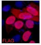 Flag Tag (7E1) Mouse Monoclonal Antibody