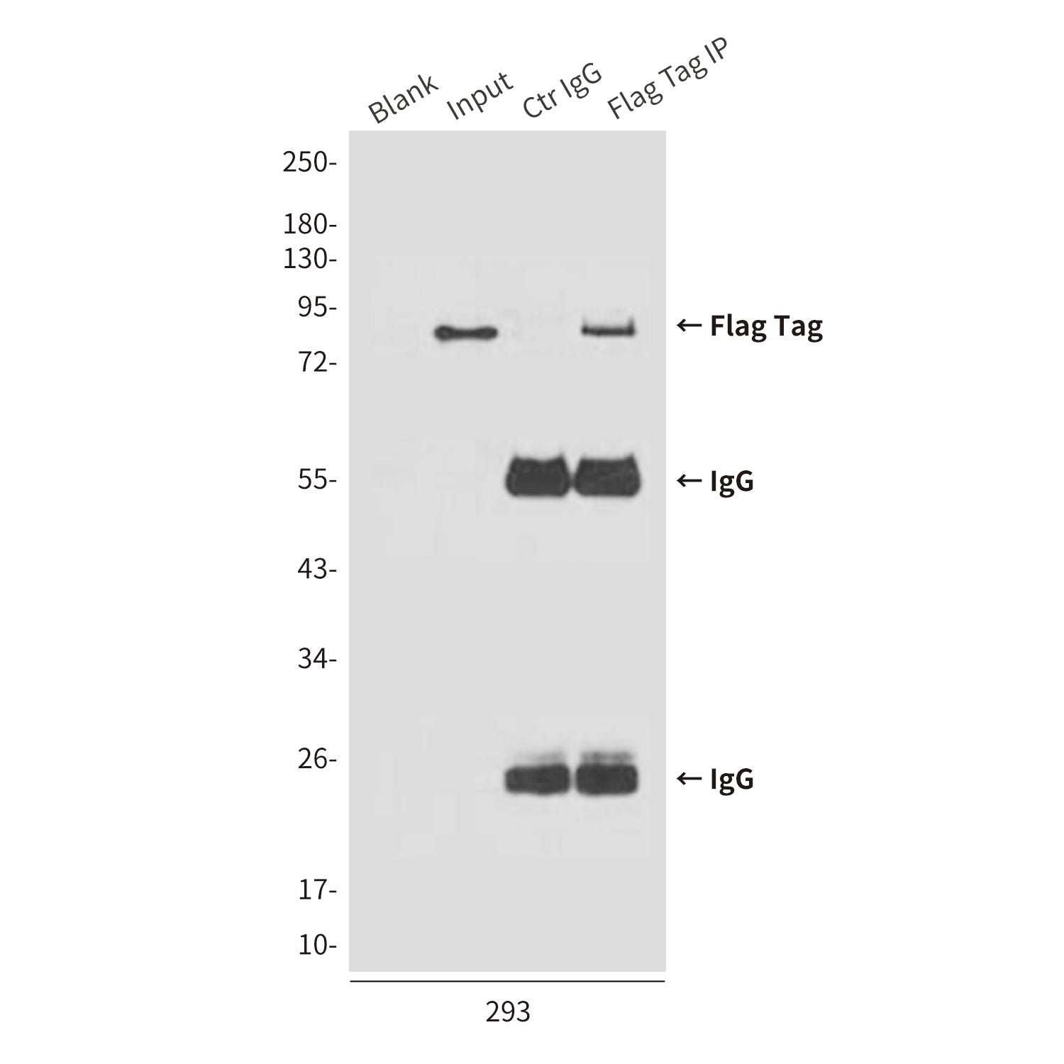 Flag Tag (7E1) Mouse Monoclonal Antibody