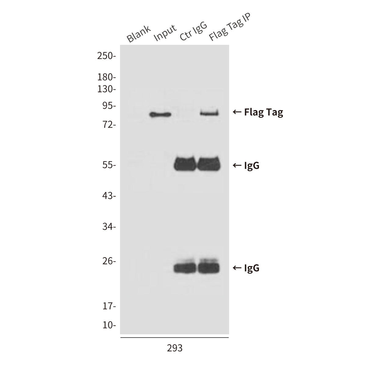 Flag Tag (7E1) Mouse Monoclonal Antibody