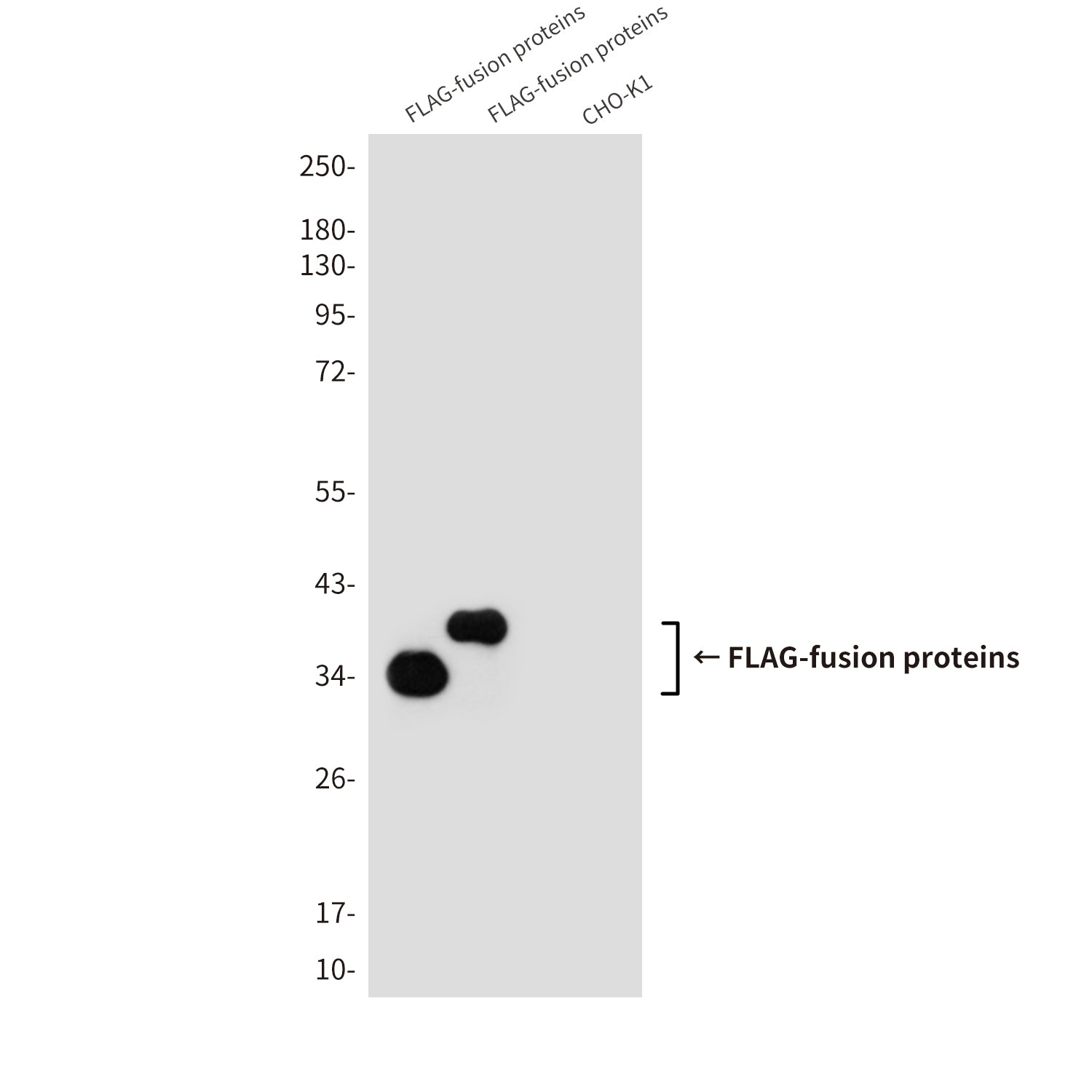Flag Tag (7E1) Mouse Monoclonal Antibody