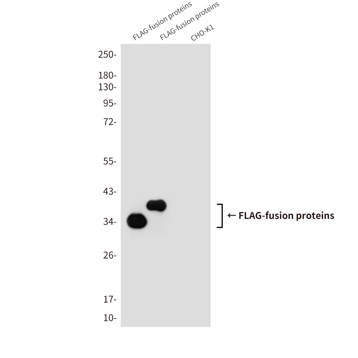 Flag Tag (7E1) Mouse Monoclonal Antibody