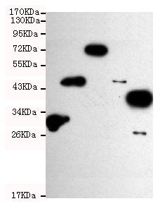 His Tag (1H3) Mouse Monoclonal Antibody