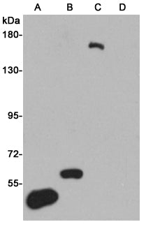 Flag Tag (10E1) Mouse Monoclonal Antibody