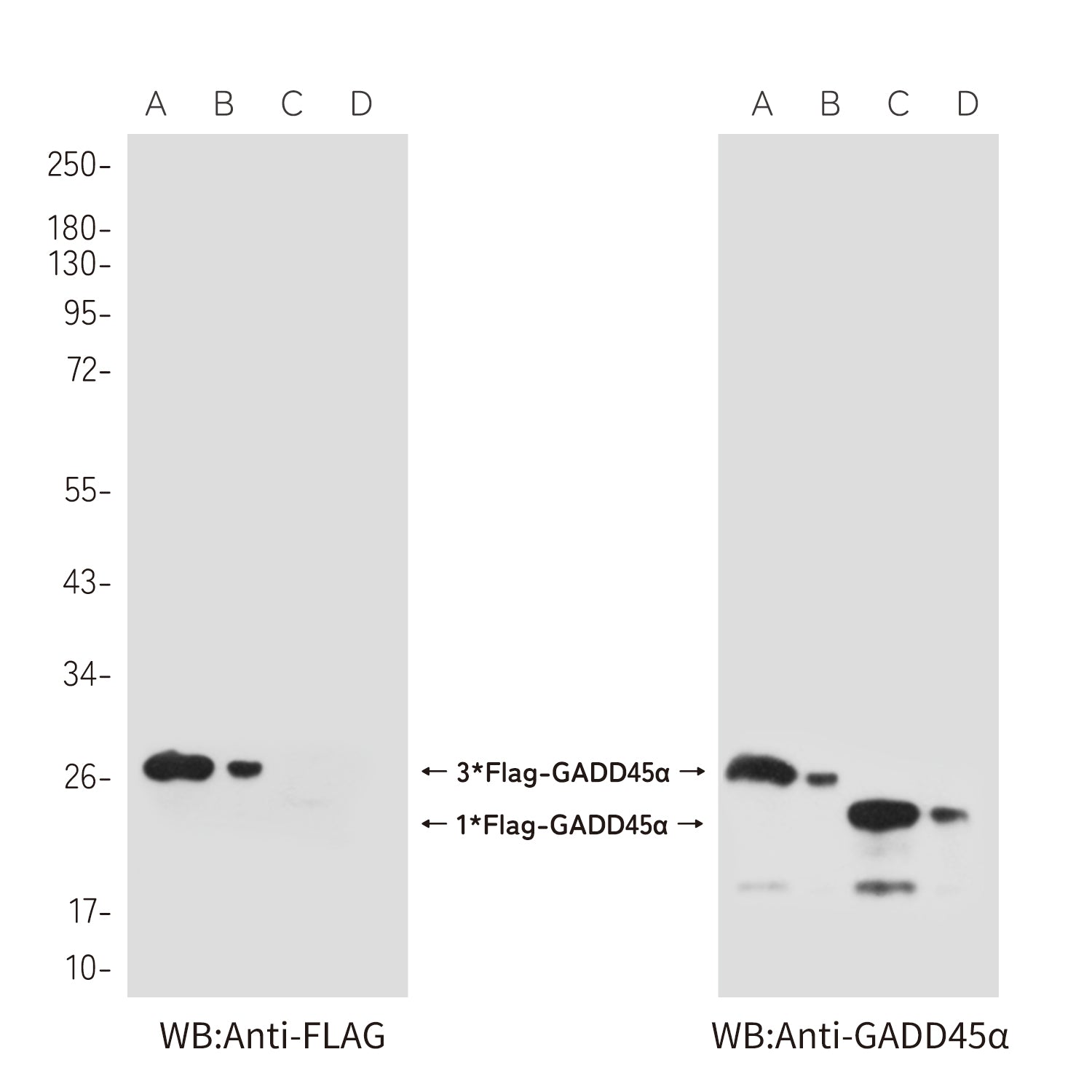 Flag Tag (10E1) Mouse Monoclonal Antibody