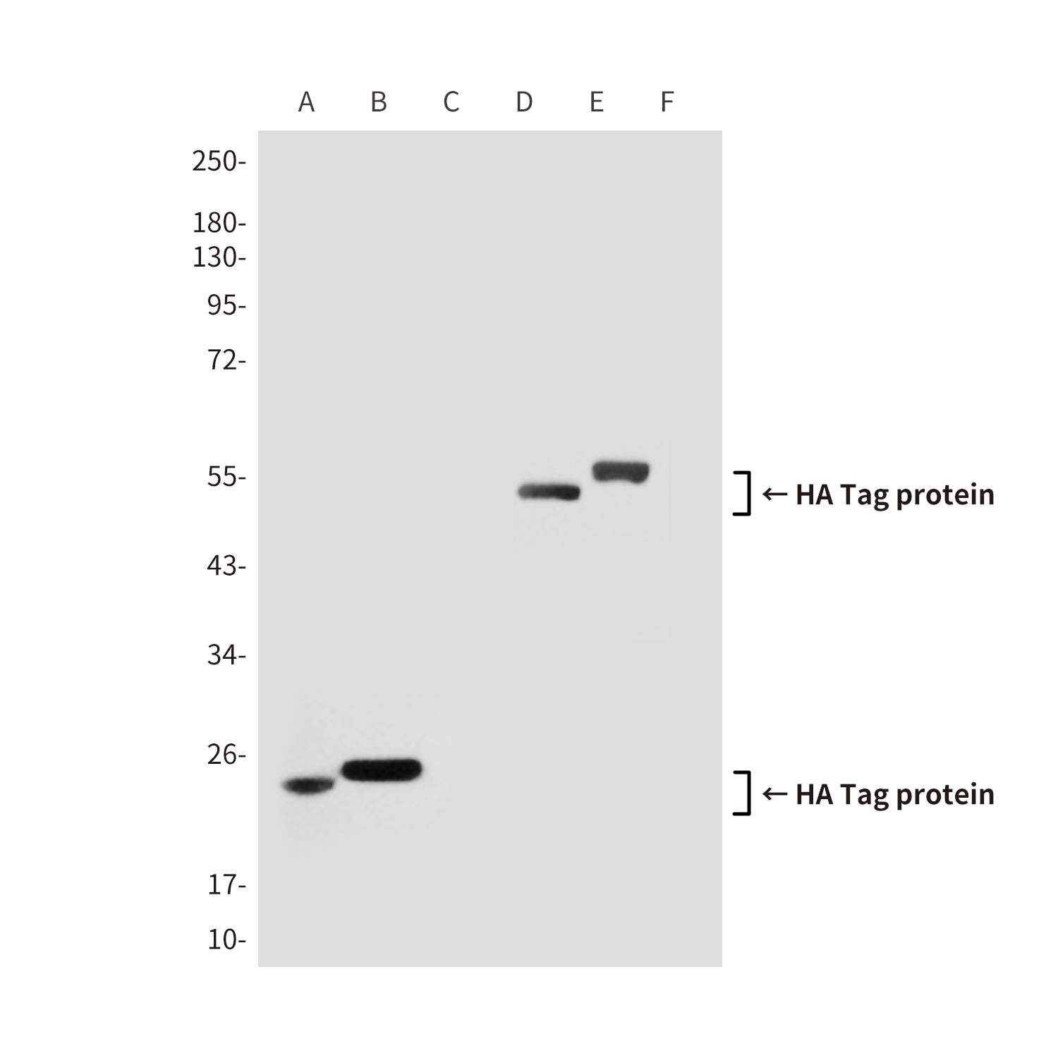 HA Tag (3C6) Mouse Monoclonal Antibody
