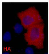HA Tag (9A3) Mouse Monoclonal Antibody