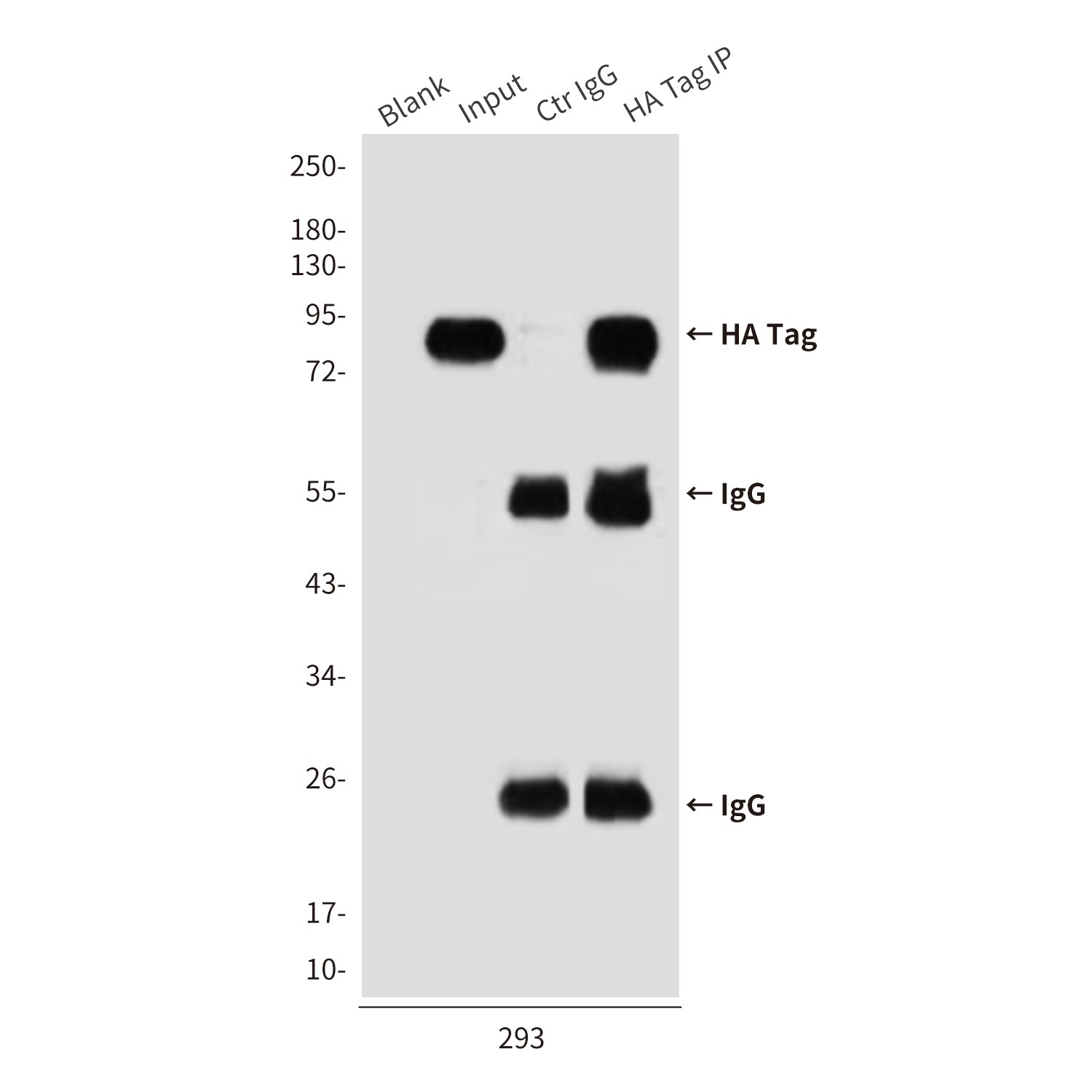 HA Tag (9A3) Mouse Monoclonal Antibody